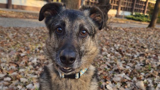 Co zabiło psa na Gospodarczej w Lublinie? „Kumpel” czeka na sekcję