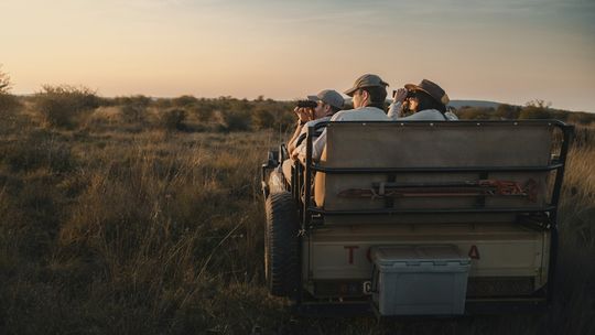 Lornetka na safari