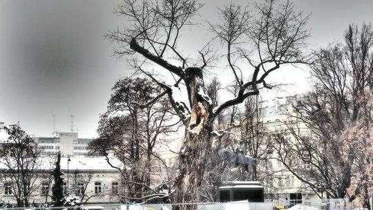 Co zamiast baobabu na pl. Litewskim? Mieszkańcy wysyłają swoje propozycje