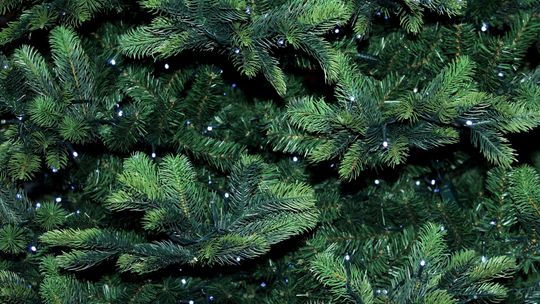 Co zrobić z choinką po świętach? Miejska spółka ma pomysł