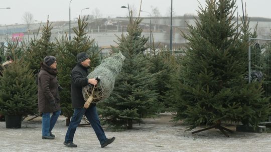 Co zrobić z choinką po świętach?  Urzędnicy podpowiadają