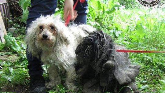 Conan i Marley, dwa zaniedbane psy mieszkały w szopie
