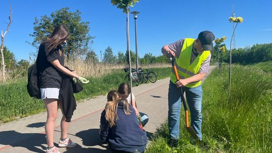 Coraz bardziej zielony Zamość. Nad Łabuńką posadzono kolejne drzewa