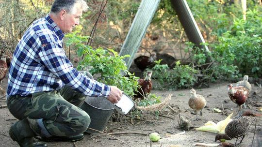 Coraz mniej bażantów, kuropatw i zajęcy w lubelskich lasach