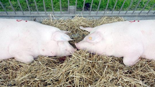 Coraz mniej świń i krów