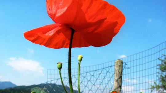 Coraz mniej upraw maku i konopi