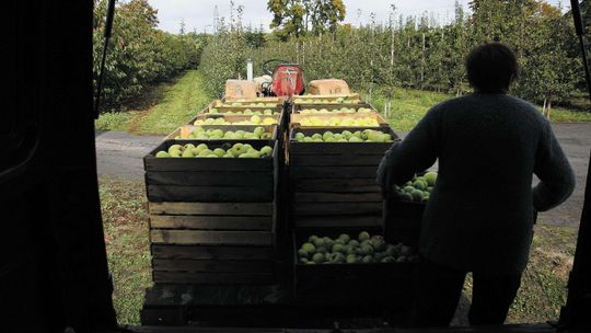 Coraz trudniej o pracownika z Ukrainy. Rolnicy i plantatorzy mają duży problem