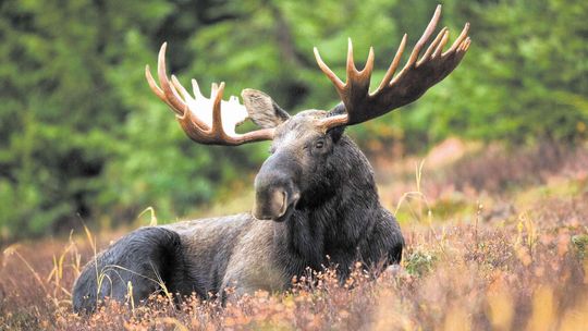 Coraz więcej dzikich zwierząt na ulicach miast. "Odławiamy je praktycznie codziennie"
