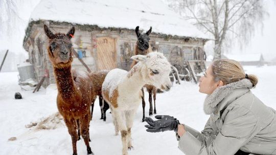 Coraz więcej hodowców stawia na alpaki. Też w Lubelskiem