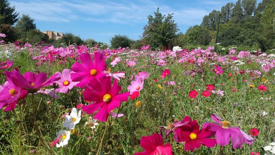 Coraz więcej kwietnych łąk w Lublinie. Będą powstawać kolejne [zdjęcia]