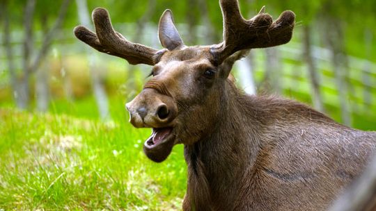 Coraz więcej łosi w okolicach krajowej \"19\"