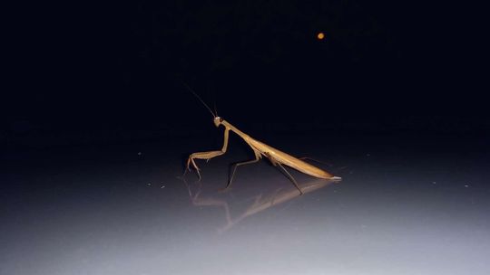 Coraz więcej modliszek w miastach. Skąd się wzięły, czy są groźne? Lubelscy naukowcy tłumaczą