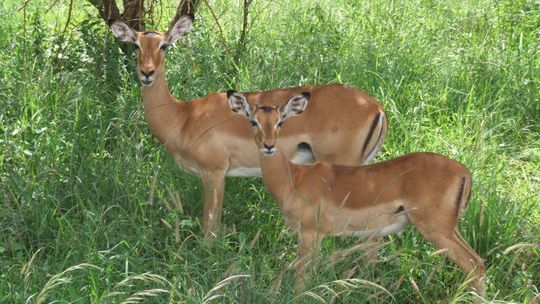 Coraz więcej saren i jeleni w Polsce