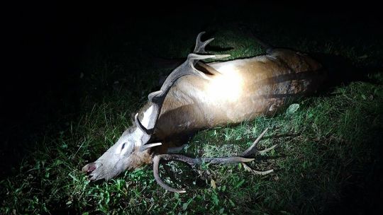 Coraz więcej wypadków z udziałem dzikich zwierząt. Strażacy apelują 