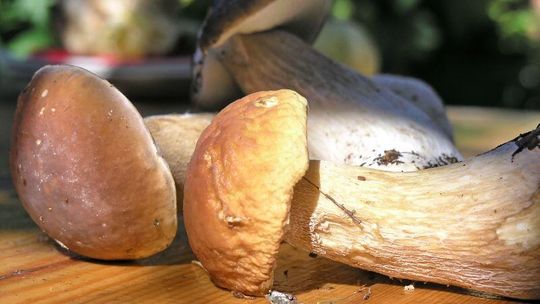 Coś dla wegetarian. Przepis na zrazy z leśnych grzybów