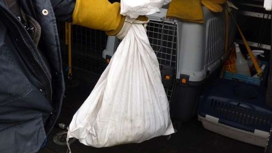 Coś się ruszało w worku wrzuconym do śmietnika. Niecodzienna interwencja na LSM [zdjęcia]