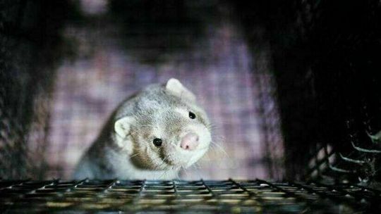 COVID-19 na fermie norek w Polsce. 25 tys. zwierząt 