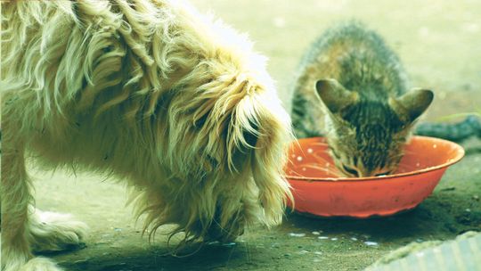Cudownie pełne miski bezdomnych kotów i psów. Mieszkańcy Hrubieszowa uzbierali dużo karmy dla zwierząt