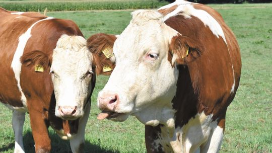 Cyberdetektyw czy mleczarstwo? Jakie nowe kierunki oferują lubelskie uczelnie 