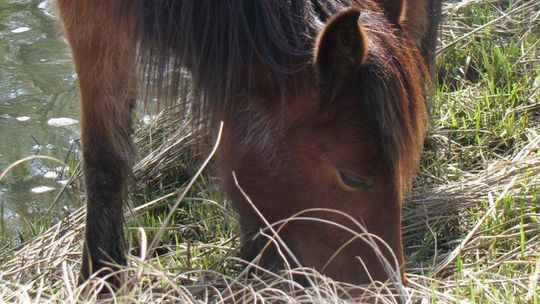 Cyców: Zwierzęta konały z głodu. Odebrano je właścicielowi