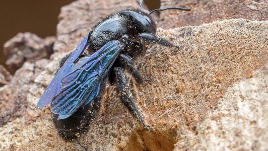 Czarna pszczoła wróciła na Roztocze