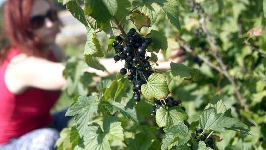 Czarna rozpacz producentów porzeczki: "Tak źle jeszcze nie było! 35 gr za kilogram"