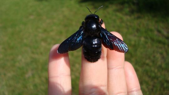 Czarne pszczoły powróciły i polubiły Lubelszczyznę. "To tak zwane pszczoły samotnice"