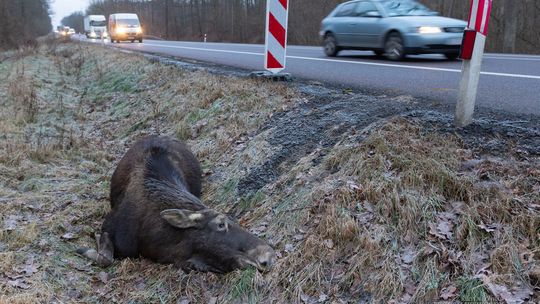 Czarny punkt w Worońcu. Czy tablica ostrzegająca przed łosiami pomoże? 