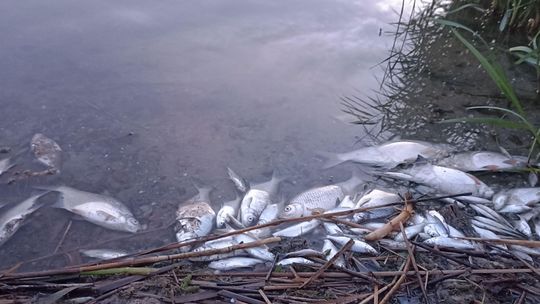 Czarny szlam i śnięte ryby. Katastrofa ekologiczna w Stańkowie?
