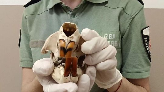 Czaszki bobra na granicy. Węgier upolował