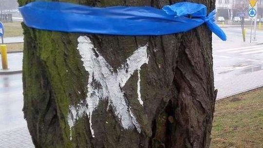 Czechów: Chcą wyciąć uschnięte drzewa