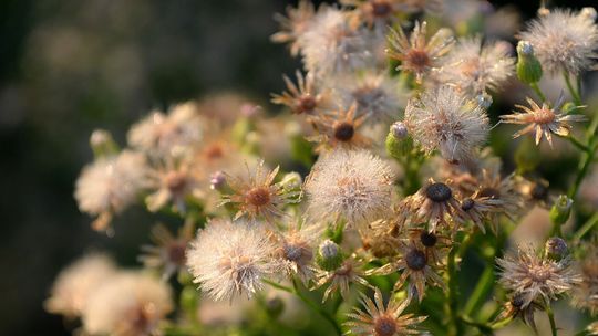 Czeka nas kolejna noc przymrozków