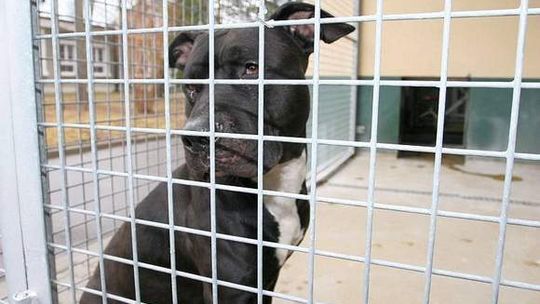 Czerniejów: Wyrzucił psa z samochodu, zwierzę pogryzło trzy osoby