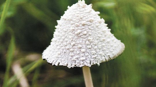 Części grzybów możemy już nie zobaczyć. Zmiany klimatu, zanieczyszczenia...