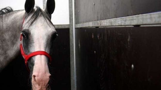 Czterech kandydatów na prezesa stadniny w Janowie. "Nie ma wśród nich znawców arabów"