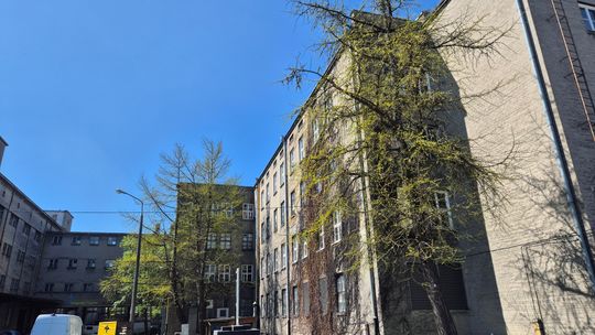 Cztery nowe pomniki przyrody w Lublinie. To wyjątkowe miłorzęby