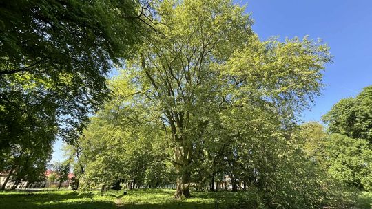 Cztery nowe pomniki w mieście. Niektóre mają już 120 lat