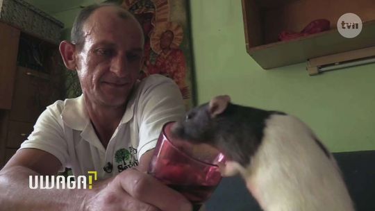 Cztery osoby żyją w małej kawalerce ze 130 szczurami