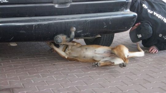 Czujny nos Vivi. Pies wykrył nielegalne papierosy w samochodzie