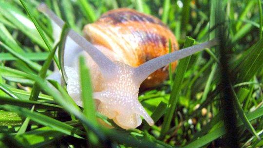 Czy da się zarobić na ślimakach? W woj. lubelskim jest już 10 hodowli