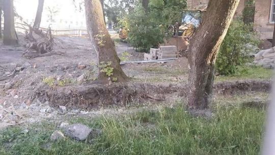 Czy drzewa przetrwają przebudowę pl. Litewskiego? Rada Kultury Przestrzeni alarmuje