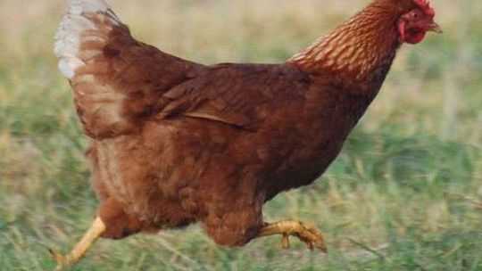 Czy kury biegają po podwórku? To nie inspekcja, tylko oszuści