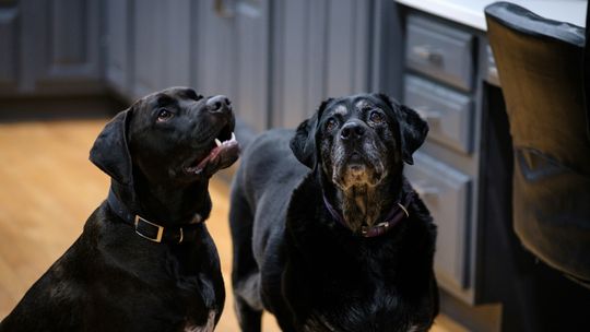 Czy sucha karma dla szczeniąt różni się od tej dla seniorów?