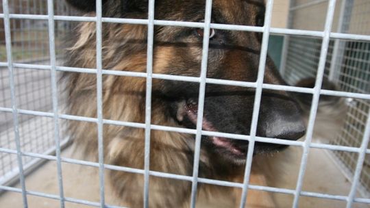 Czy to te psy zagryzły kobietę w Kraczewicach? Sprawdza to policja (zdjęcia)