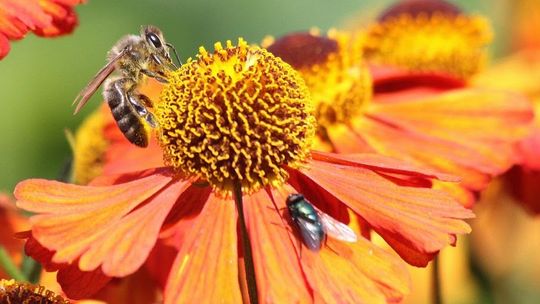 Czy w Białej Podlaskiej zamieszkają pszczoły? Niektórzy mają wątpliwości, czy to dobry pomysł