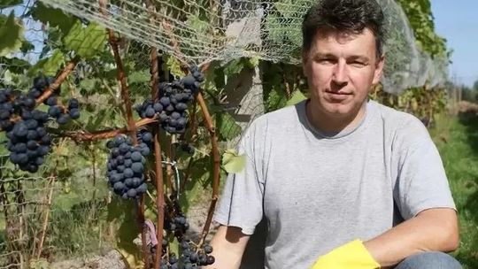 Czy w Polsce z winiarstwa można się utrzymać? Opowiada winiarz z Opola Lubelskiego