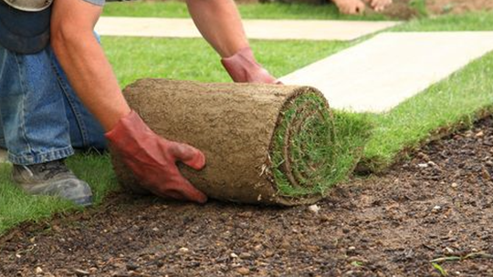Czy warto myśleć o zakładaniu trawy z rolki wiosną?