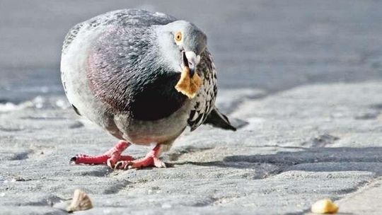 Czym karmić ptaki? Chleb niewskazany