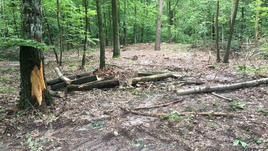 Czytelniczka: Trwa wojna z drzewami. Nadleśnictwo: Przeprowadzimy wizję lokalną