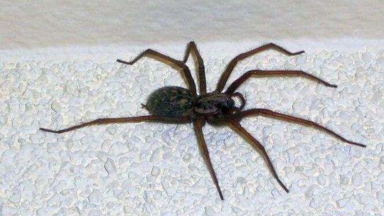 Czytelniczka: Wielki pająk w bloku w Lublinie, czy one są groźne?